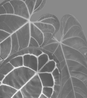 Anthurium