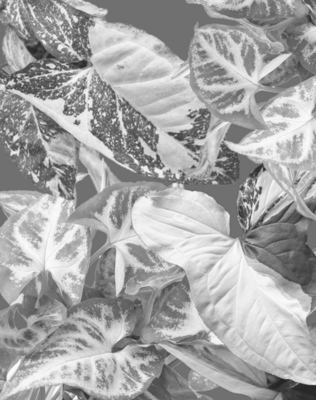Syngonium