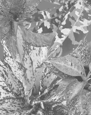 Ficus, Aglaonema, Dracaena &amp; Dieffenbachia