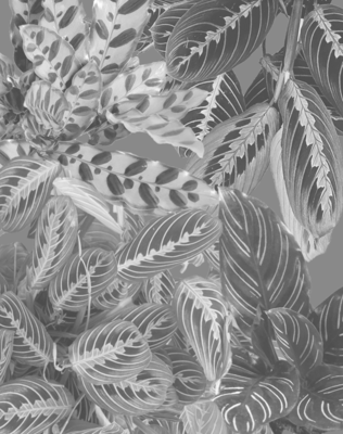 Calatheas &amp; Maranta