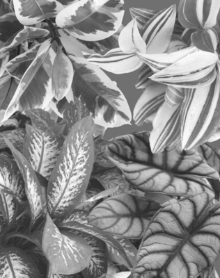 Other Plants