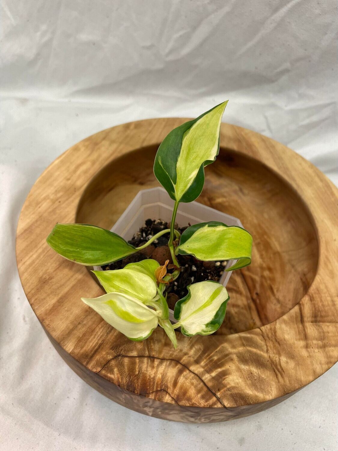 3.5&quot; Philodendron Cream Splash