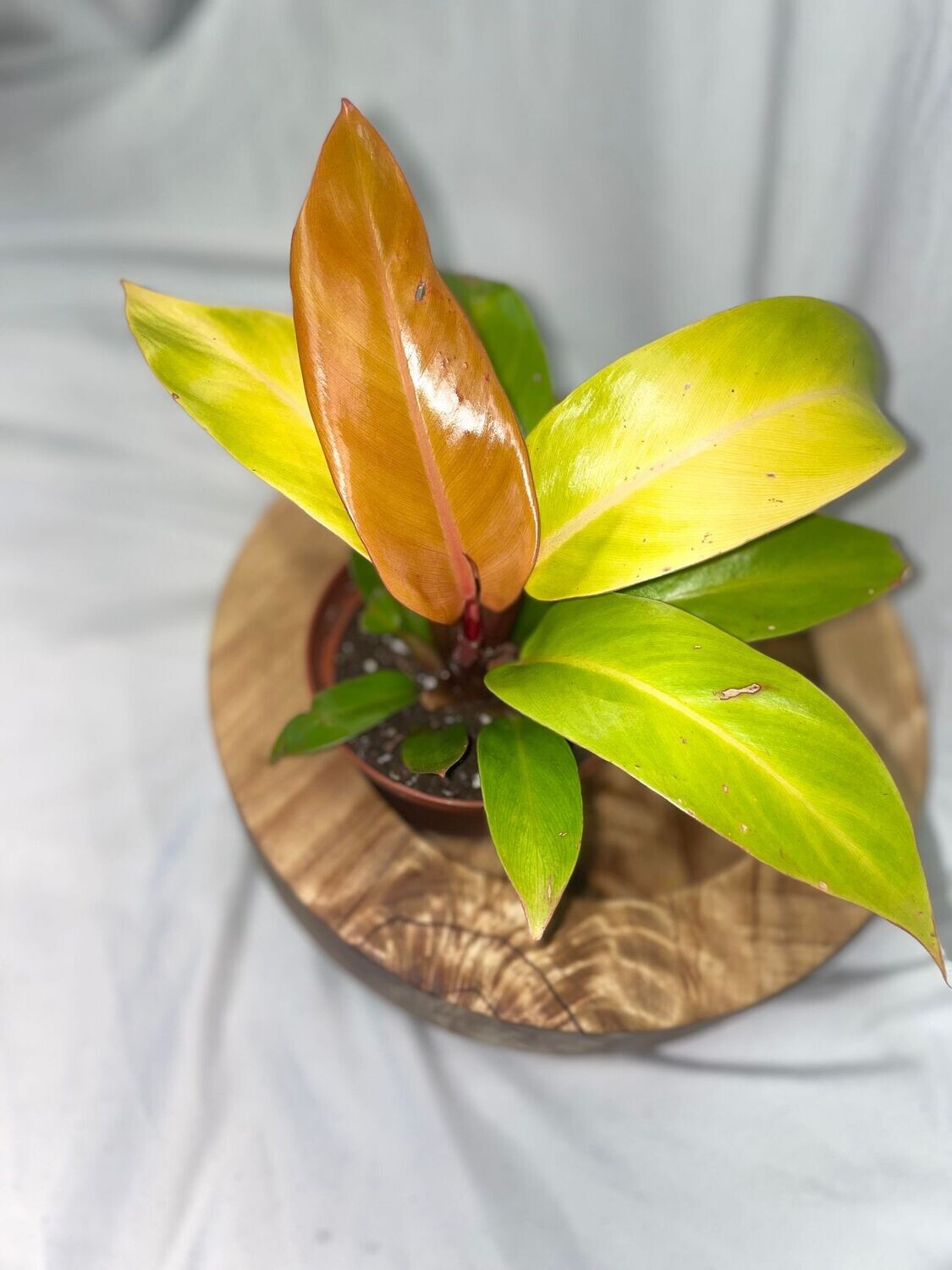 4&quot; Philodendron Prince of Orange