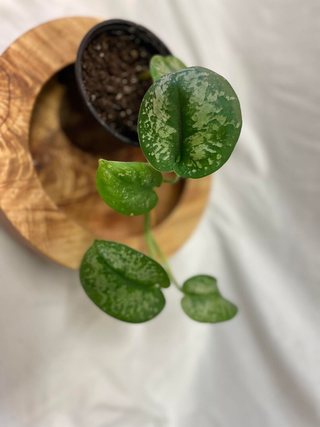 4&quot; Scindapsus Pictus Sliver Splash