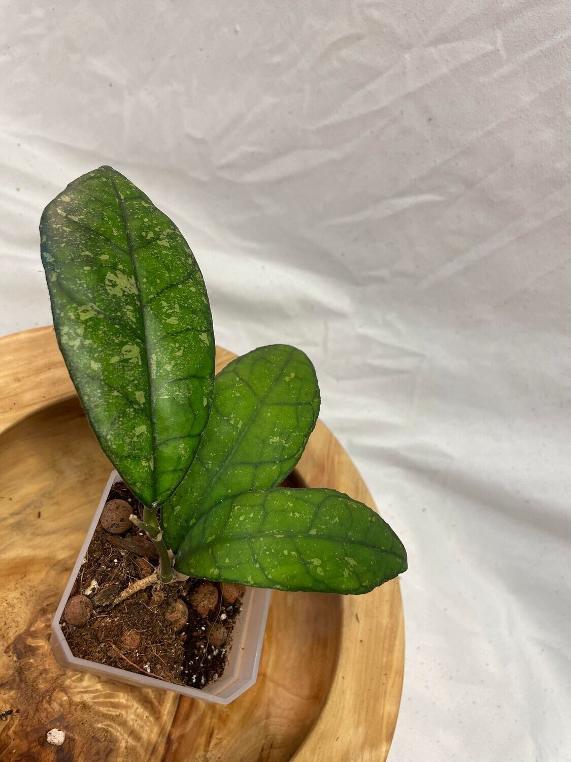 3.5&quot; Hoya Finlaysonii Dark Form