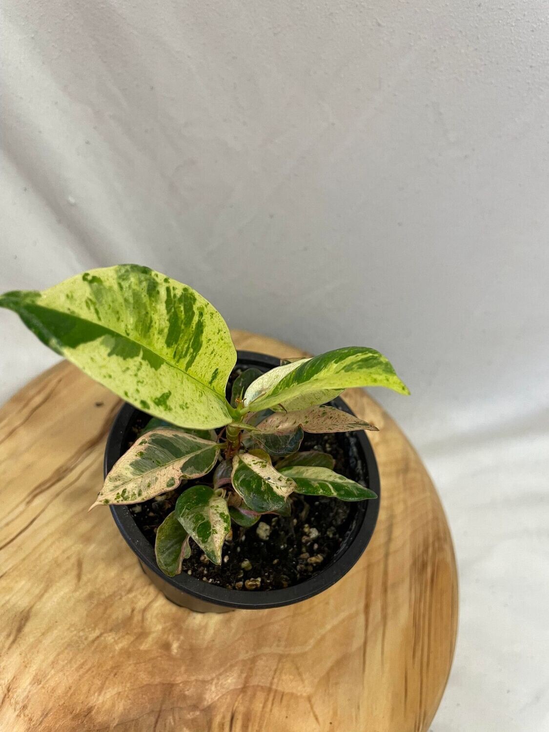 3.5&quot; Ficus Shivereana Moonshine