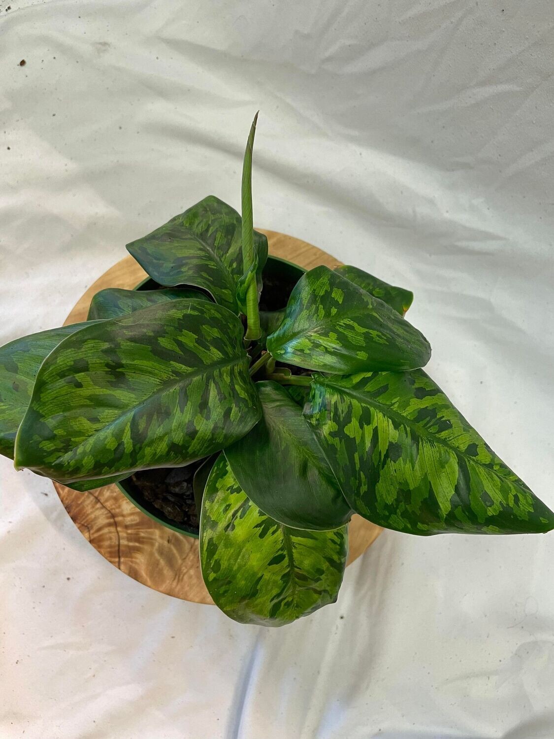 Homalomena Wallisii