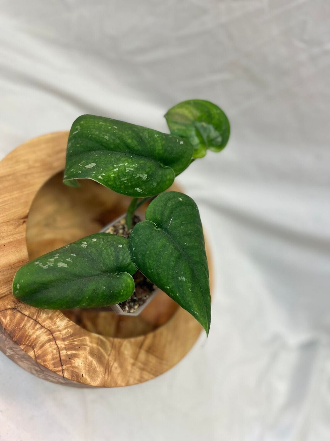 3.5&quot; Satin Jade Scindapsus