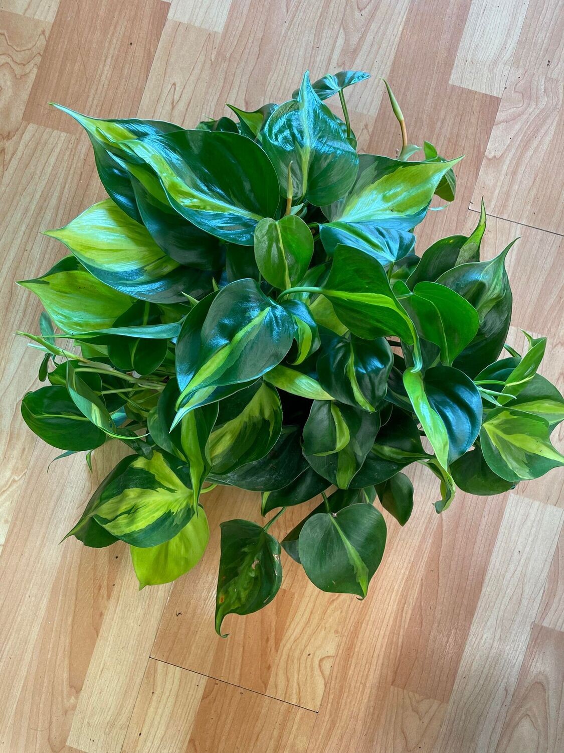 8&quot; Philodendron Brazil