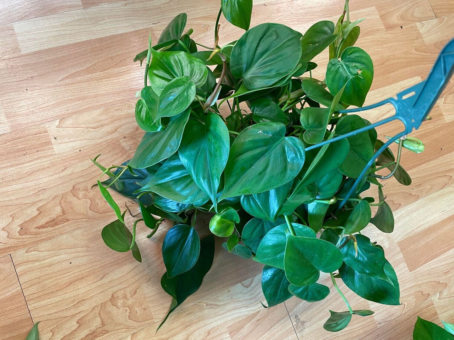 8&quot; Philodendron Cordatum