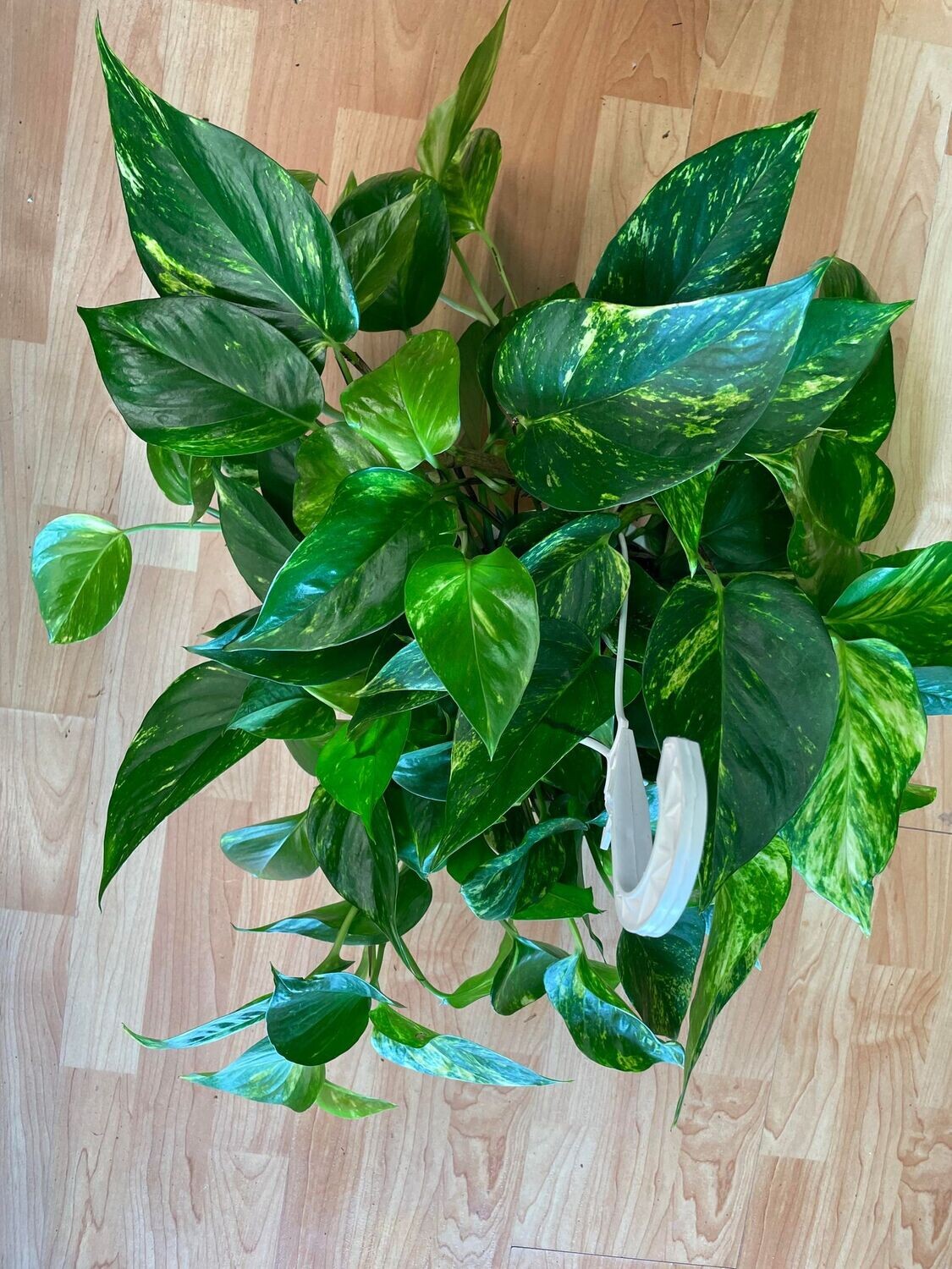 8&quot; Epipremnum Aureum Golden (Pothos)