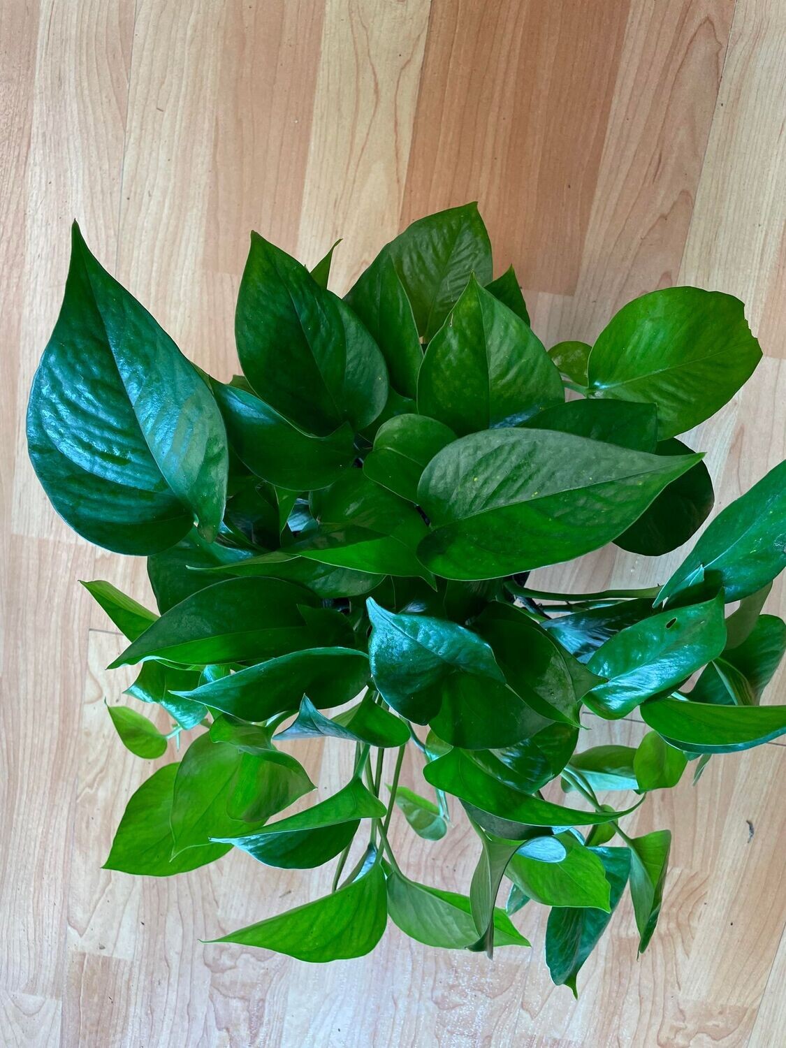6&quot; Epipremnum Aureum Jade (Pothos)