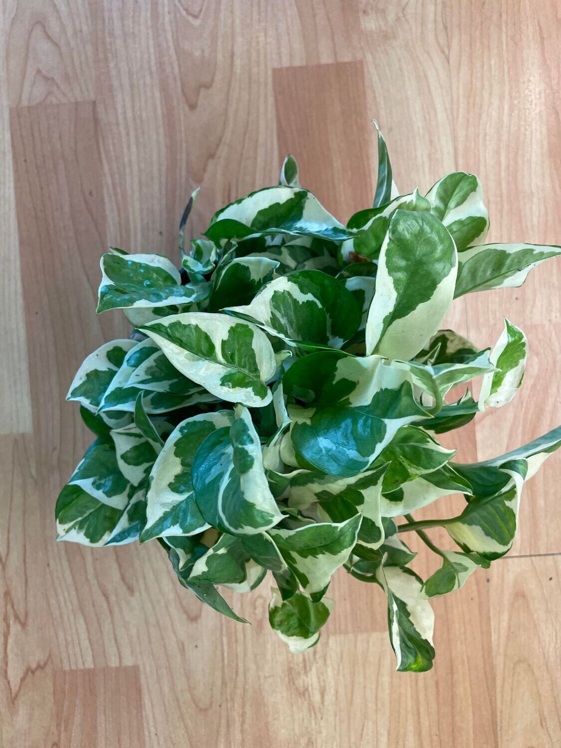 6&quot; Epipremnum Aureum N&#39;Joy  (Pothos)