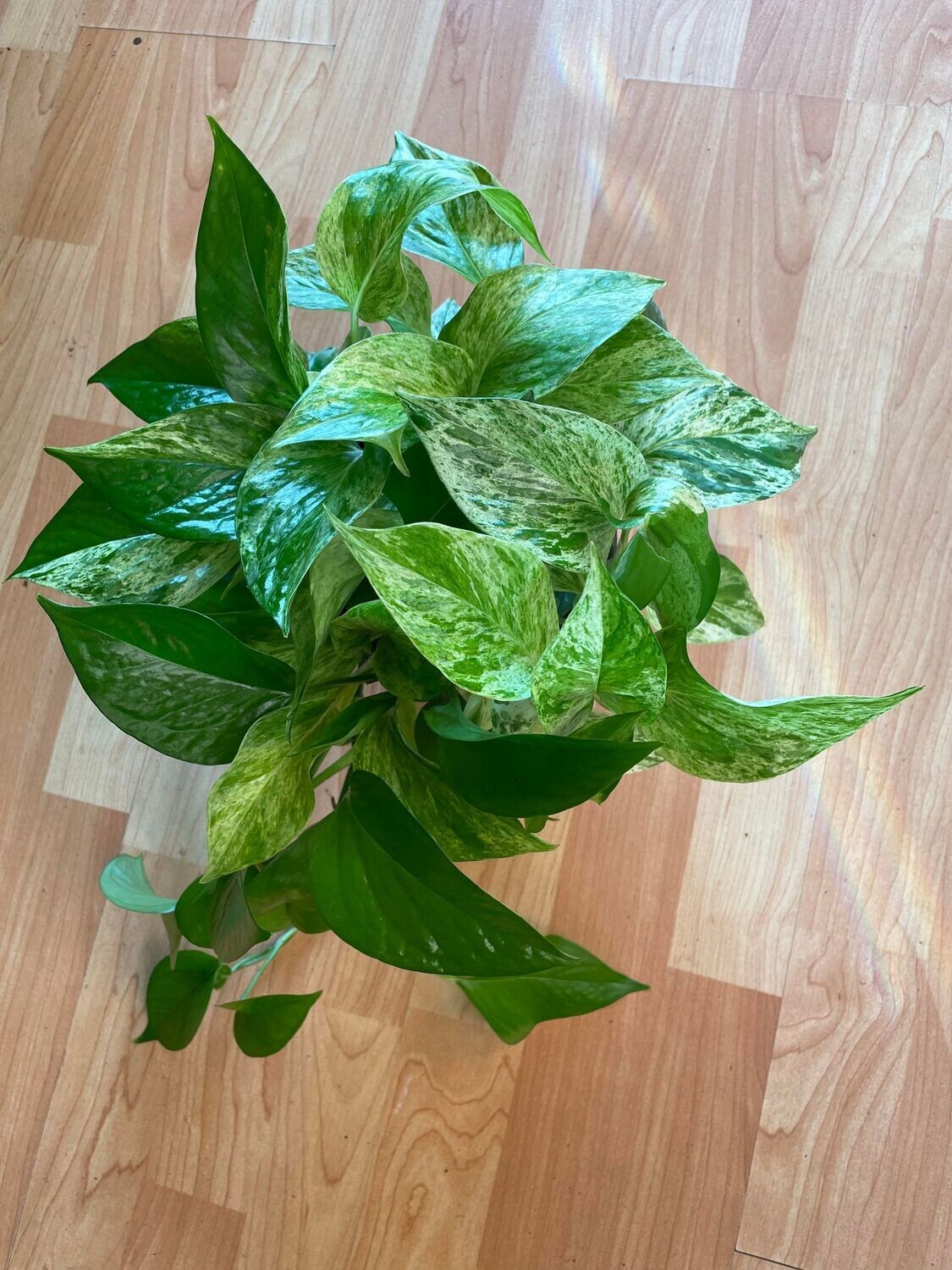 6&quot; Epipremnum Aureum Marble Queen  (Pothos)
