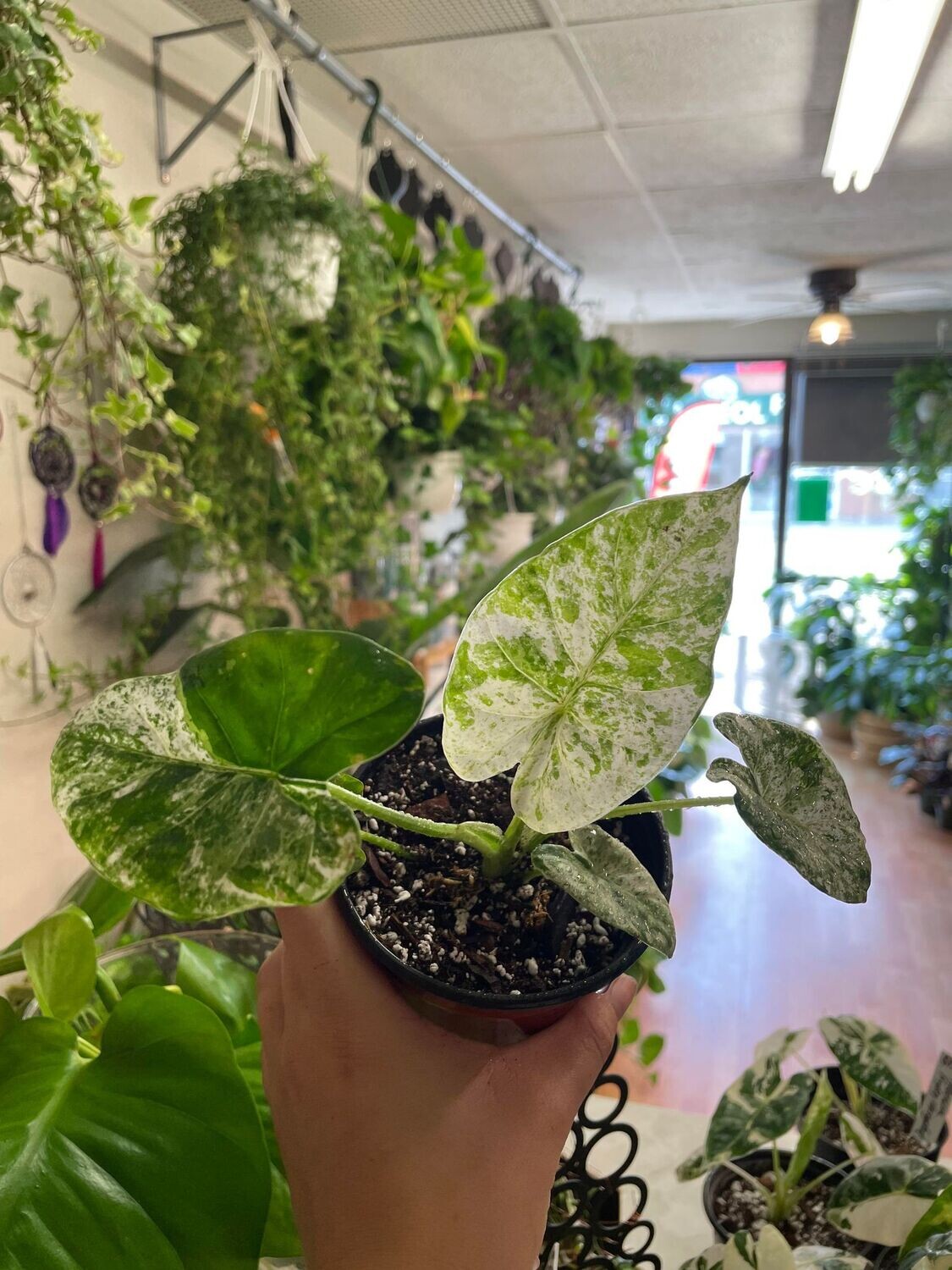 3.5&quot; Variegated Alocasia Odora