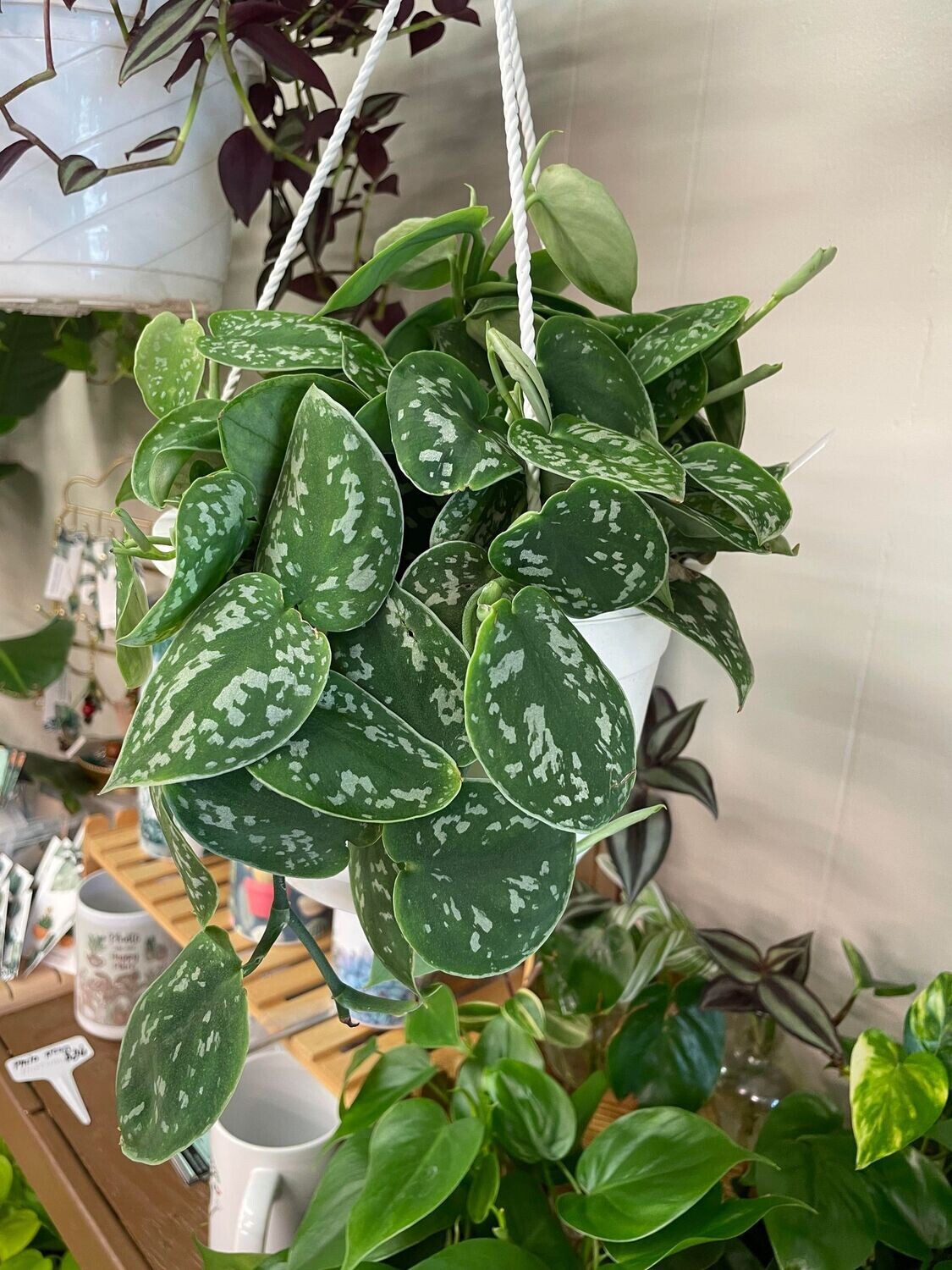8&quot; Scindapsus Slivery Anne