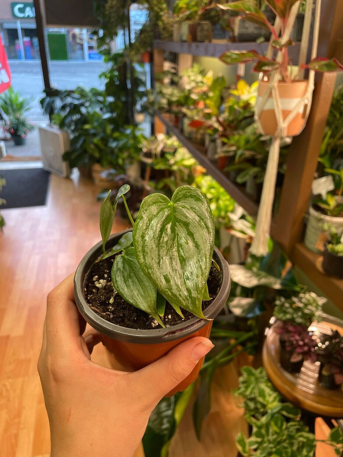 3.5&quot; Philodendron Branditianum