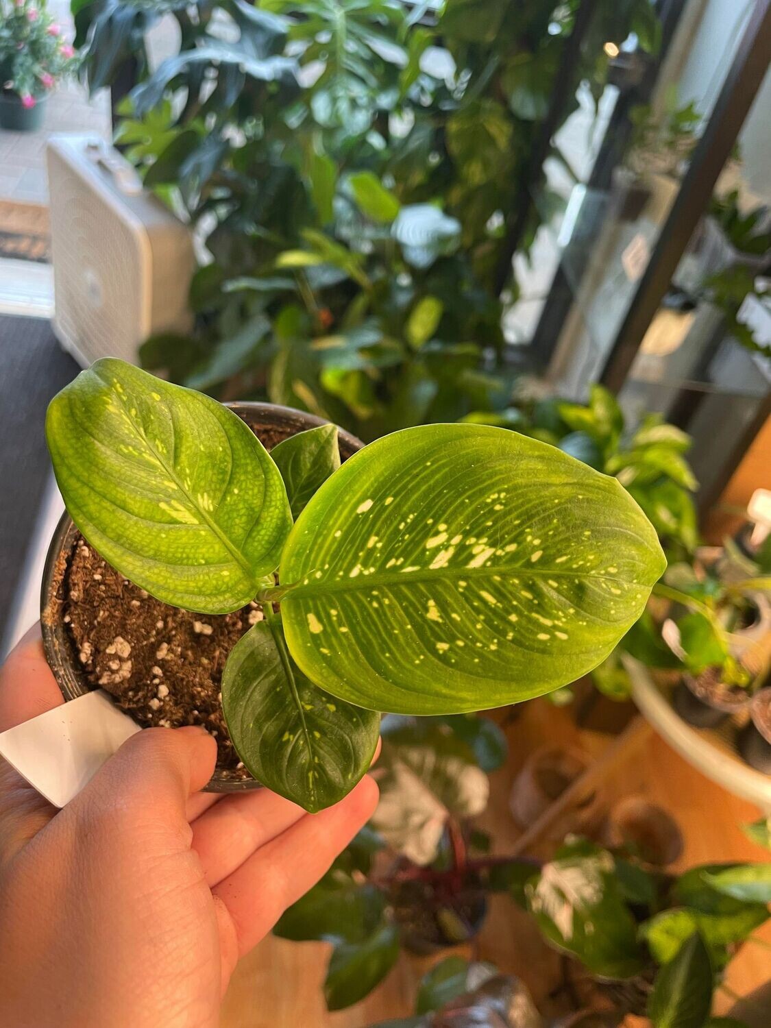 4&quot; Dieffenbachia Rudolph