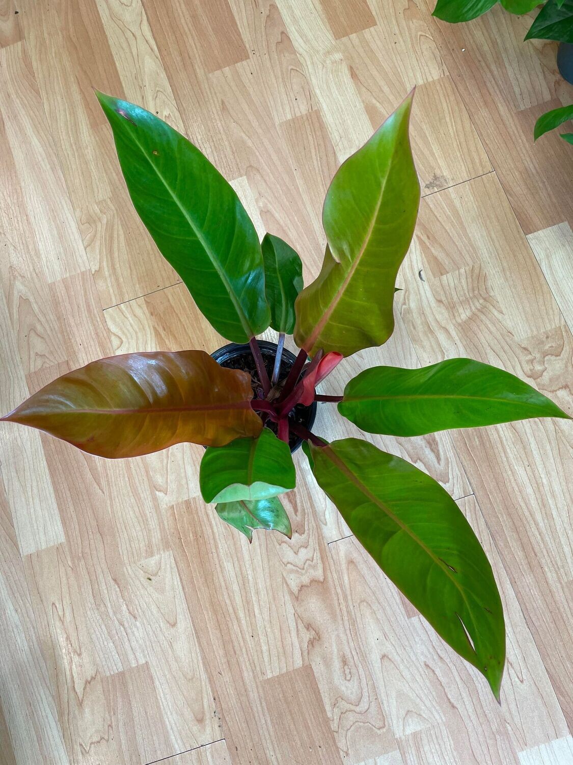 6&quot; Philodendron Prince of Orange 