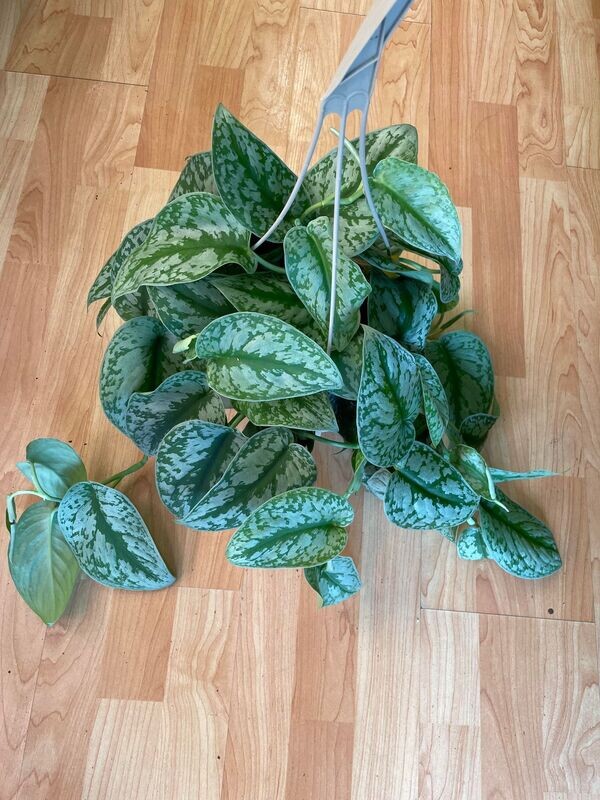 8&quot; Scindapsus Exotica