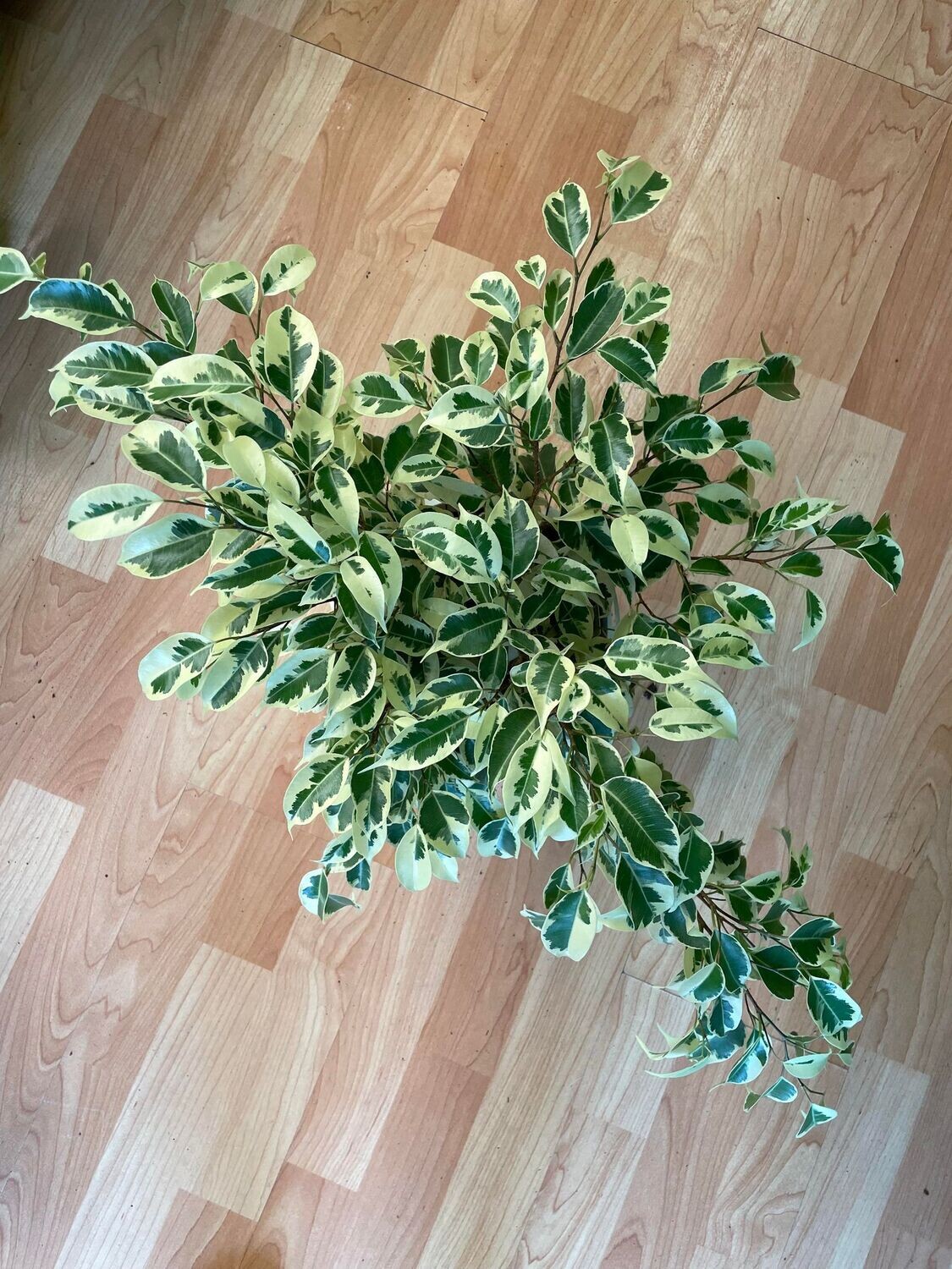 8&quot; Ficus Star Light