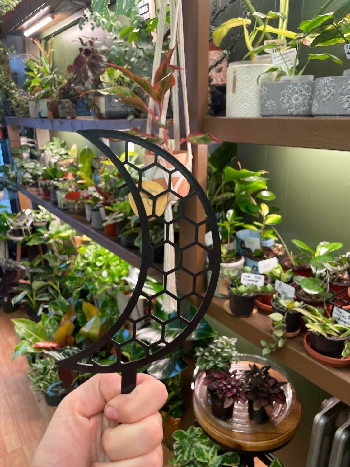 Black Plastic Moon Trellis