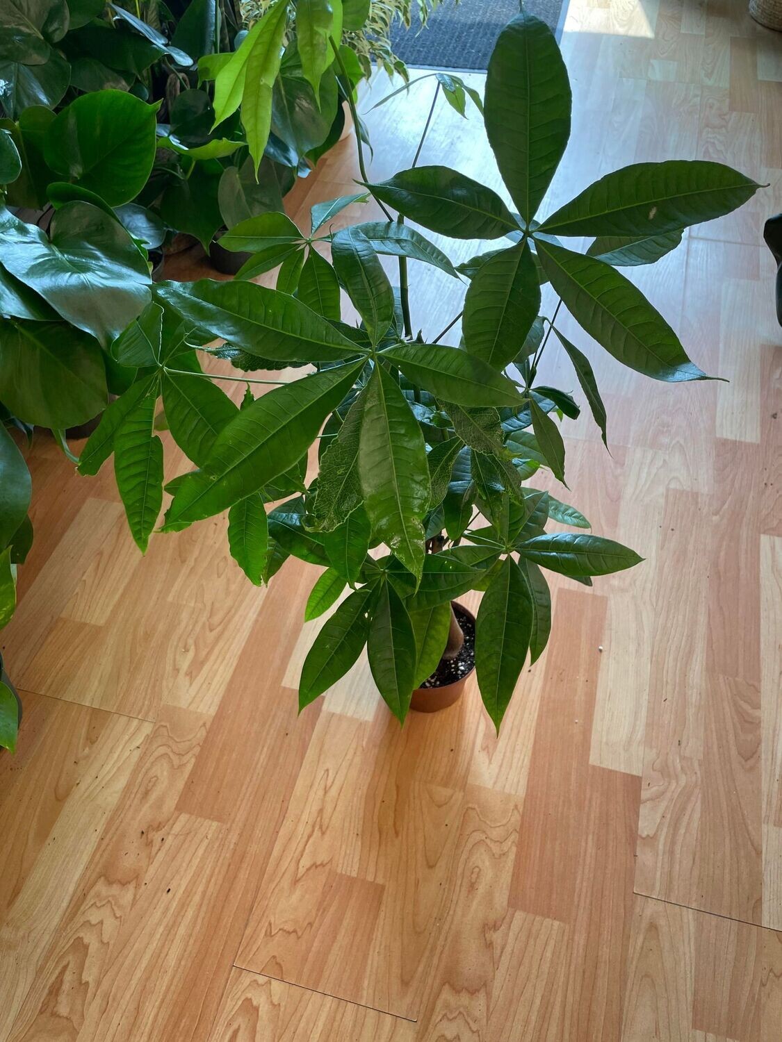 5&quot; Money Tree Pachira