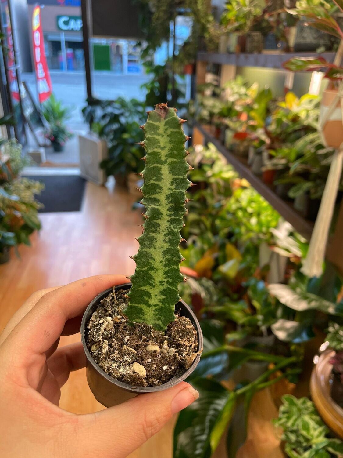 Euphorbia Trigona 2.5&quot;