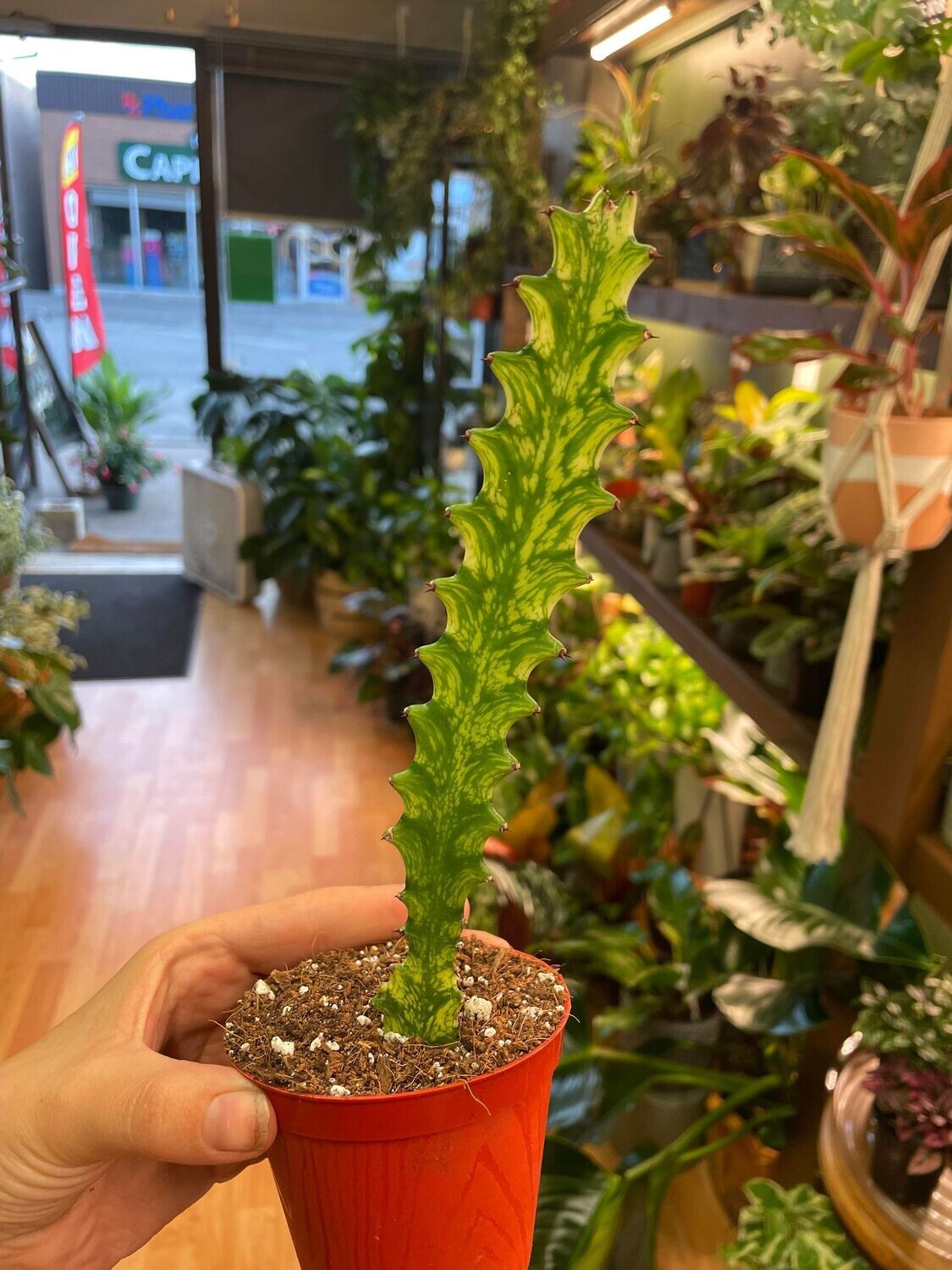 Euphorbia Trigona Mint Cream 3&quot;