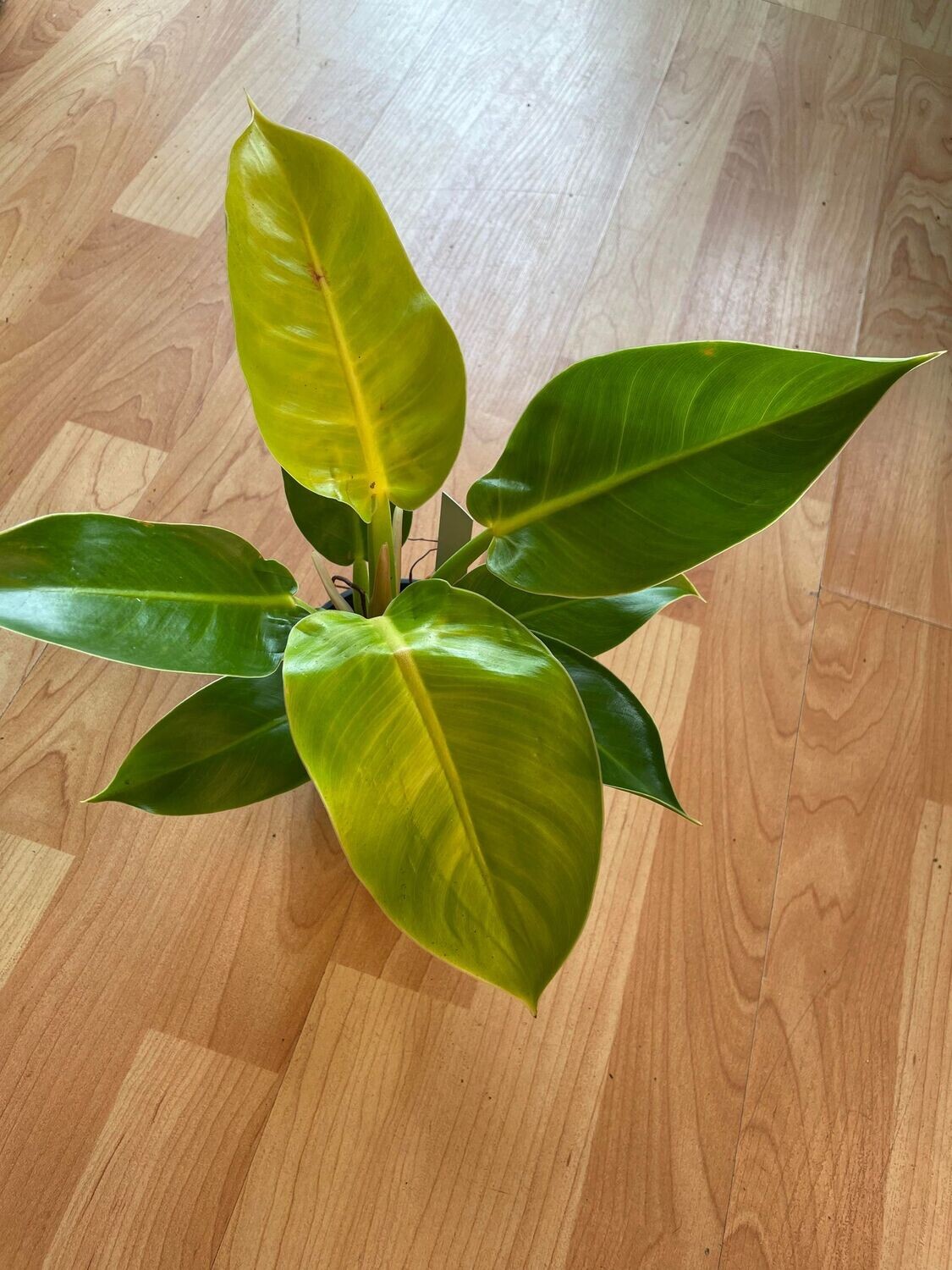 4&quot; Philodendron Moonlight