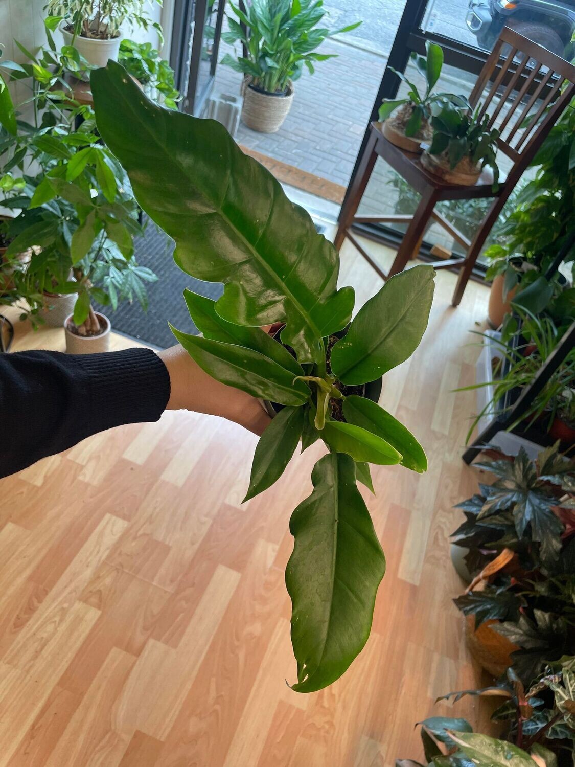 3.5&quot; Philodendron Narrow Escape