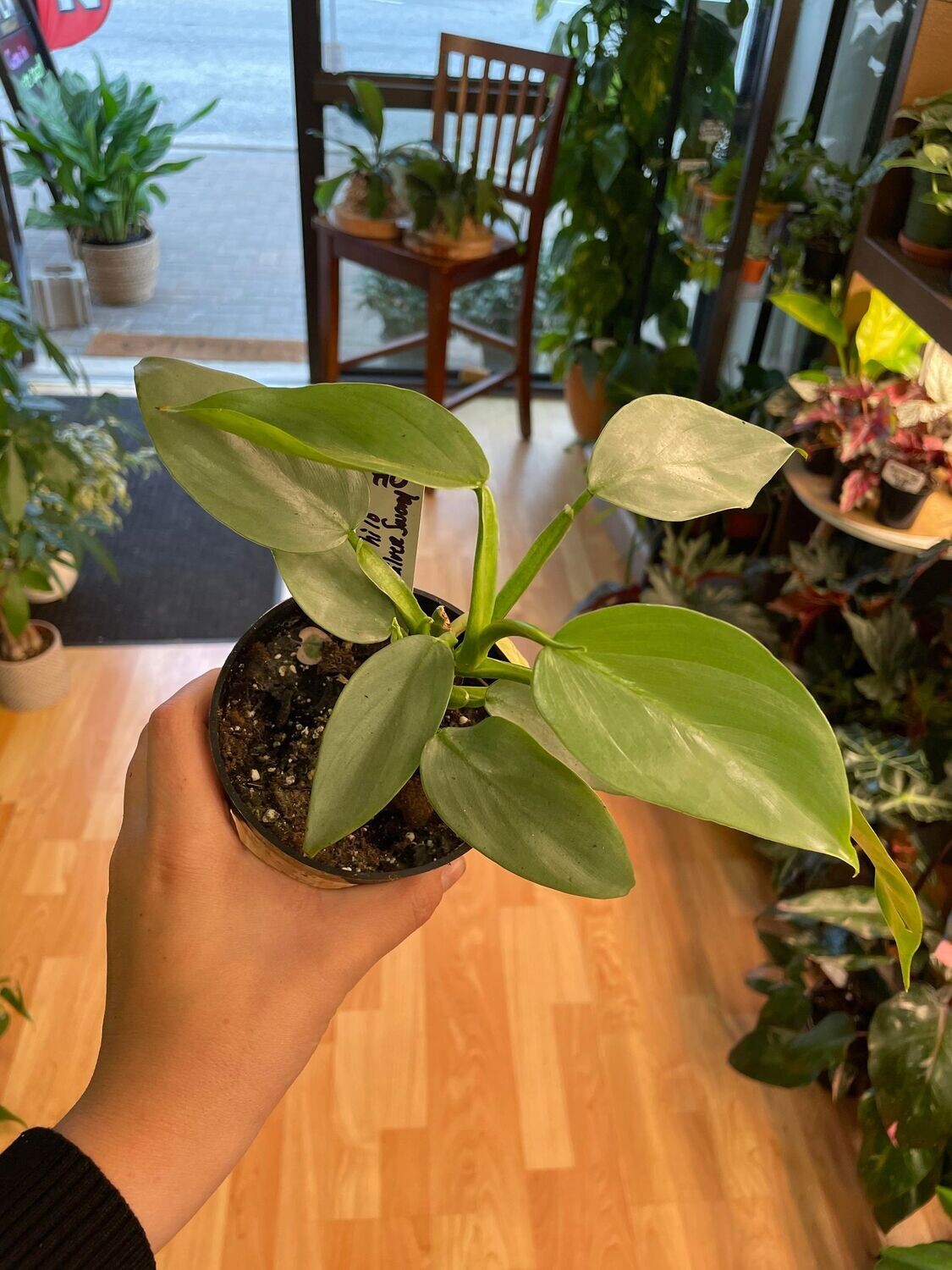 4&quot; Philodendron Sliver Sword