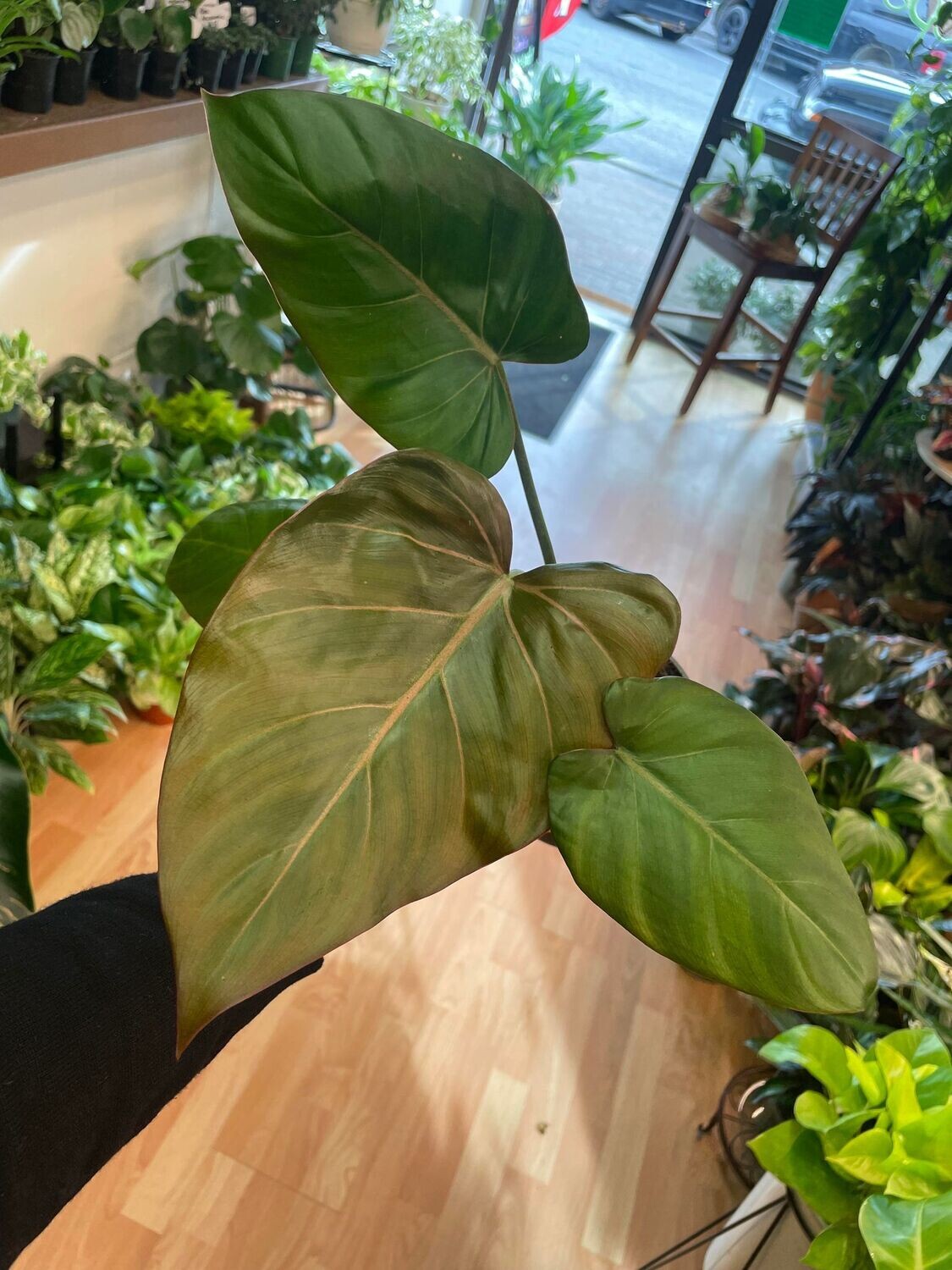 4&quot; Philodendron Summer Glory