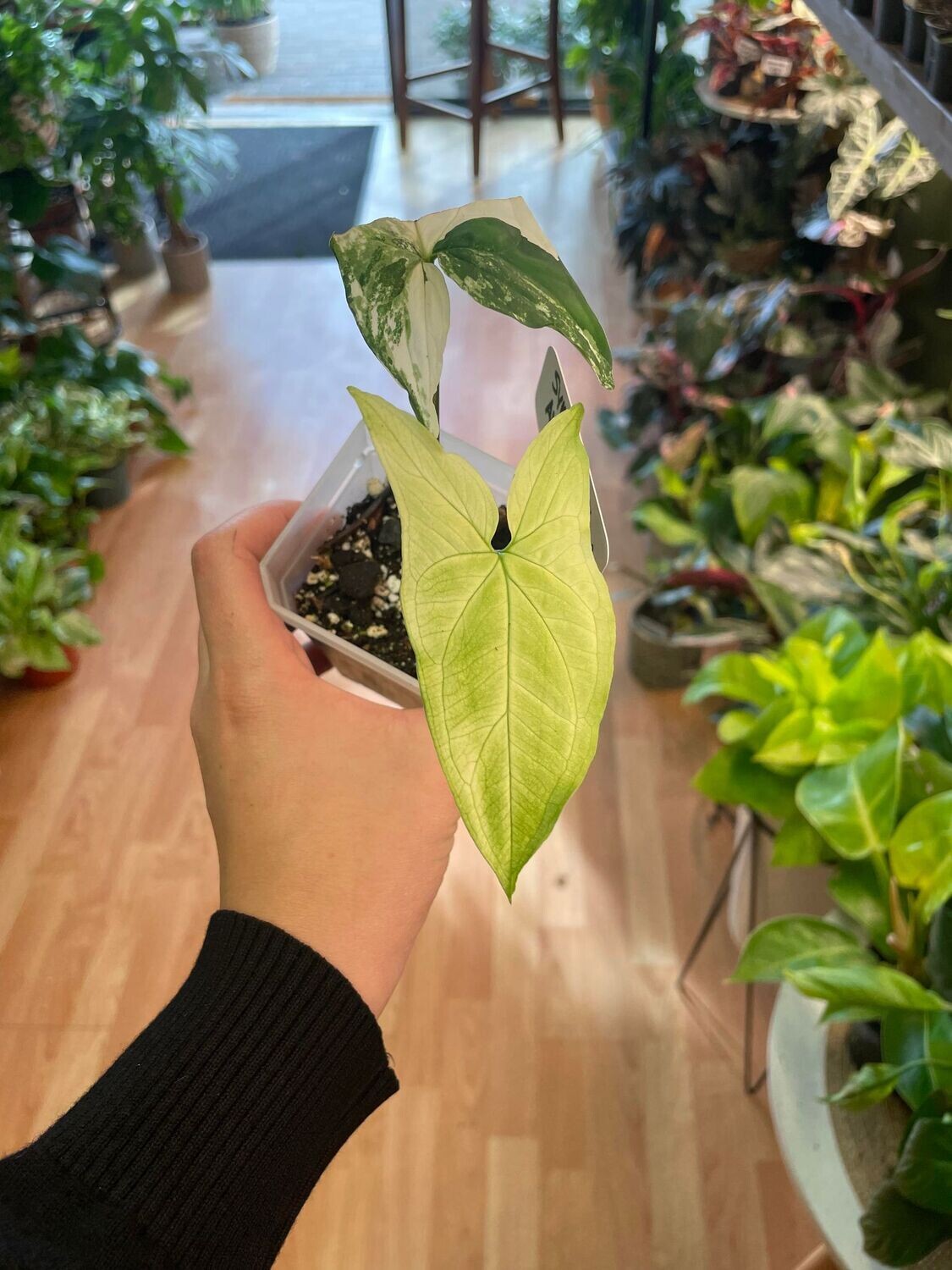 3.5” Syngonium Albo Mutant