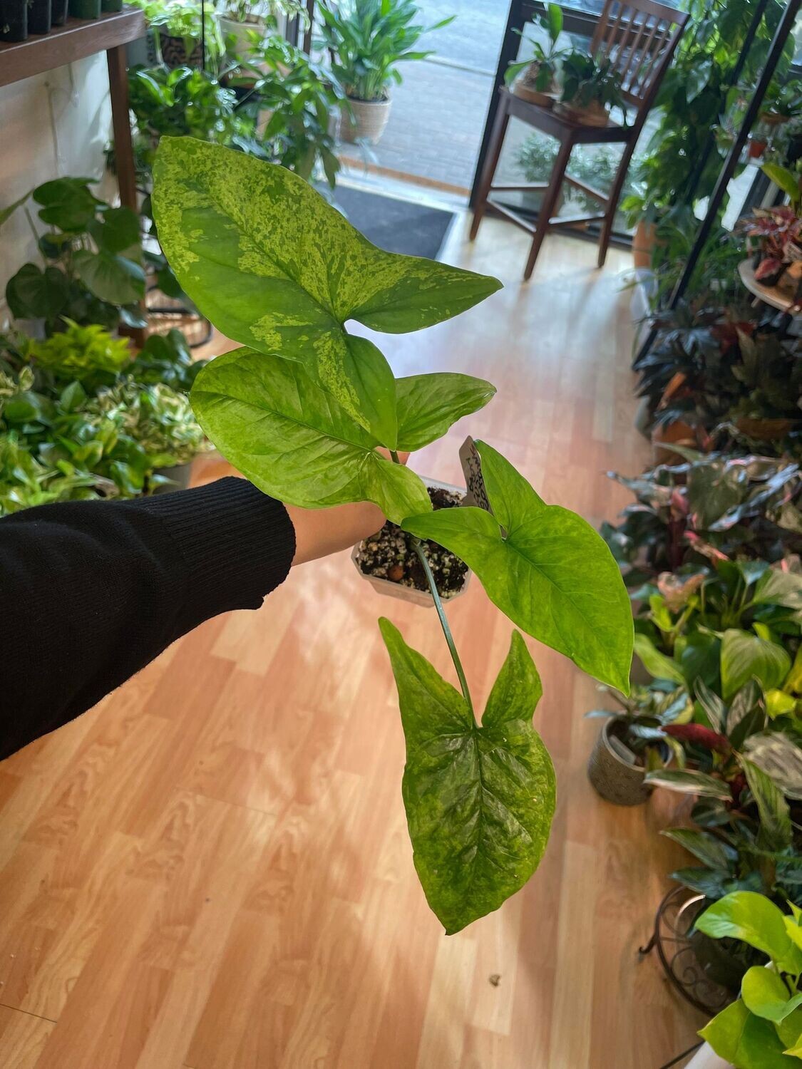 3.5” Syngonium Mojitos