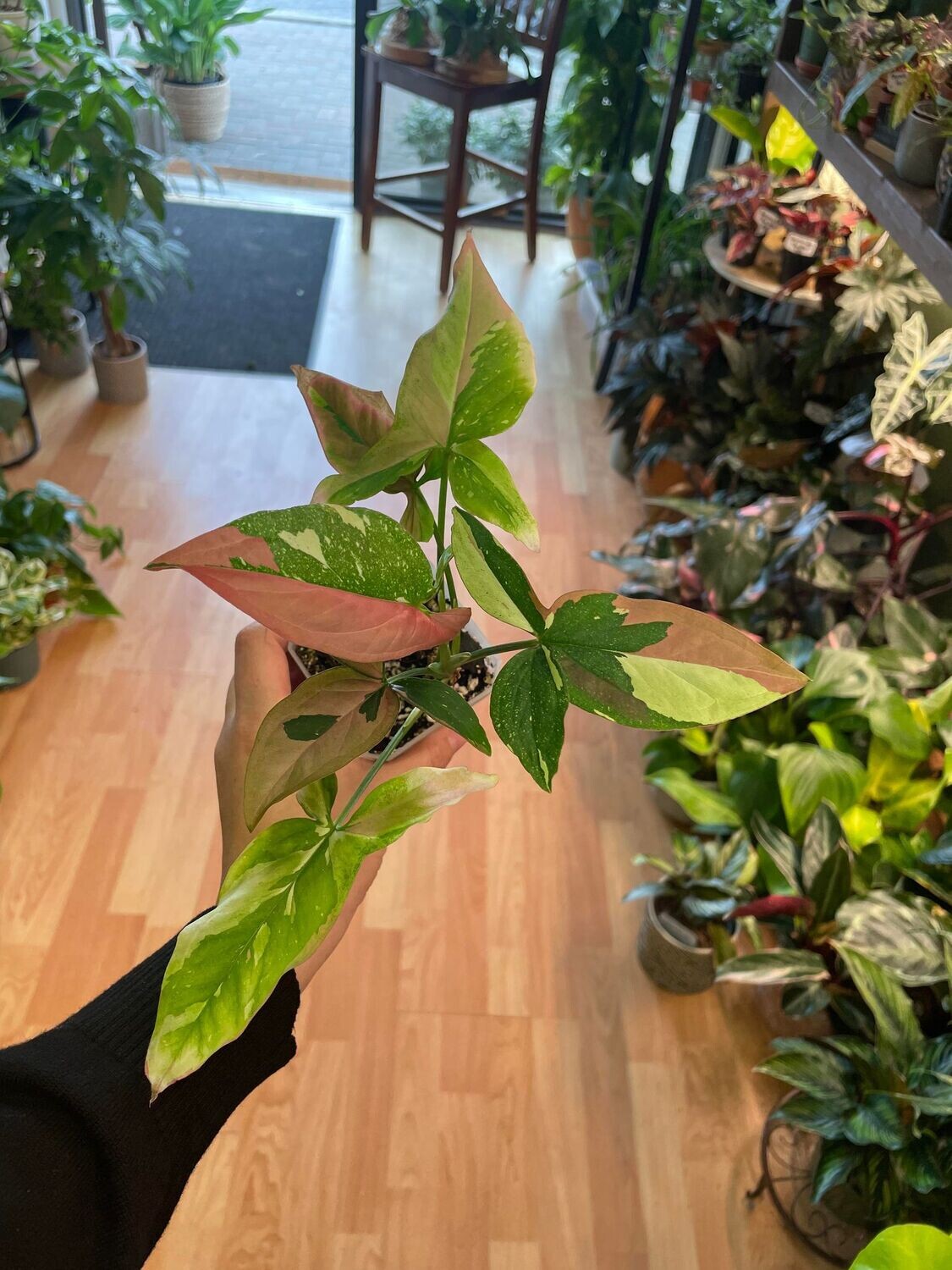 3.5” Syngonium Red Spot Trio Colour