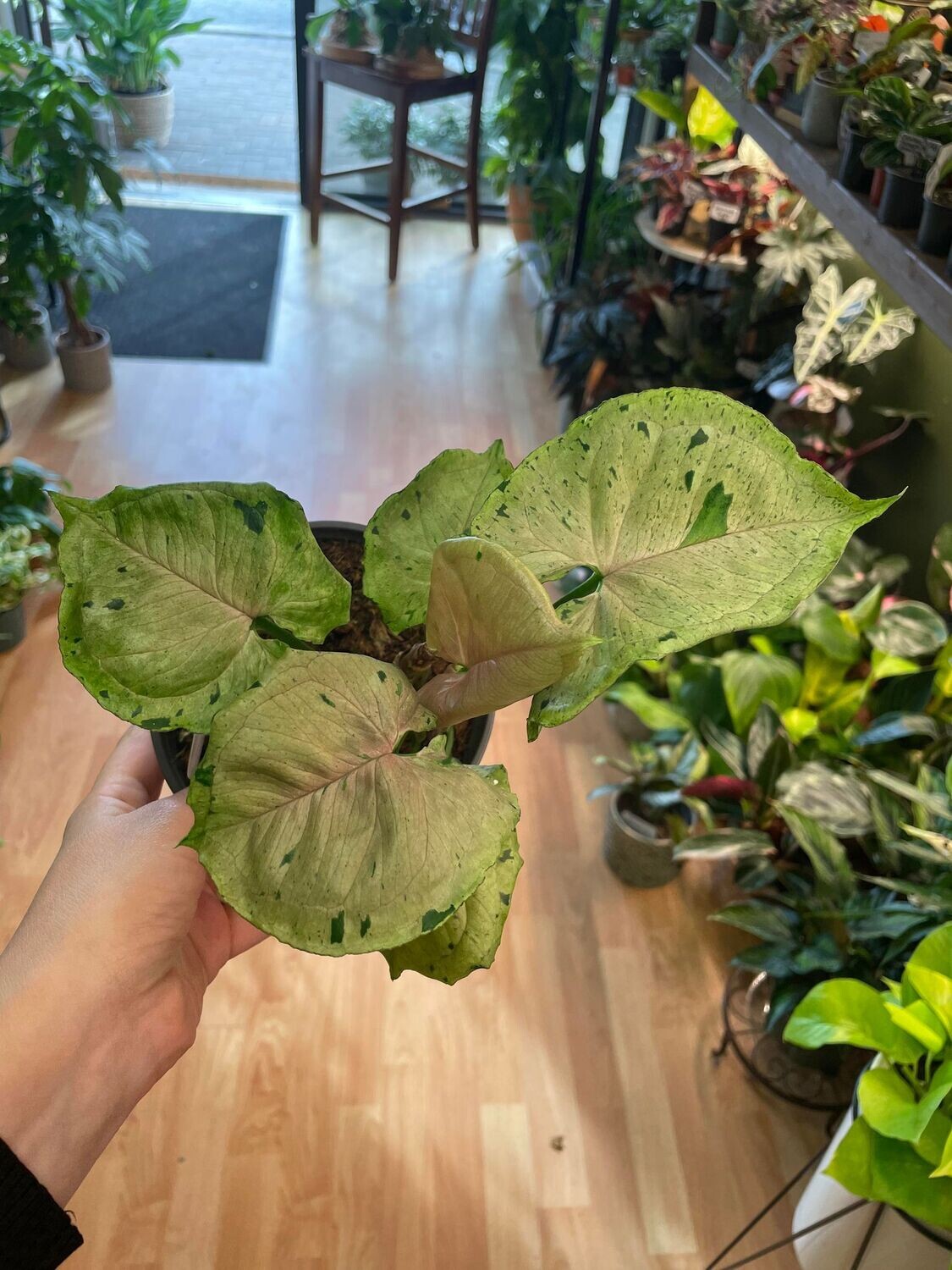 6” Syngonium Green Splash