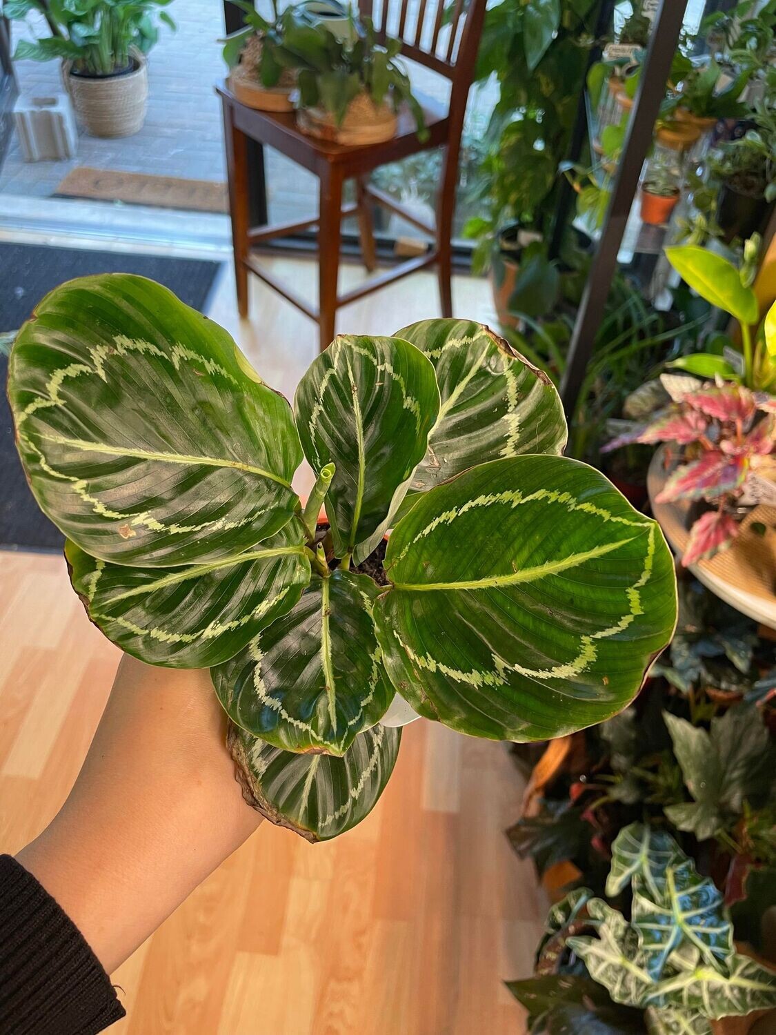 2.5 Calathea Roseopicta Green Godess