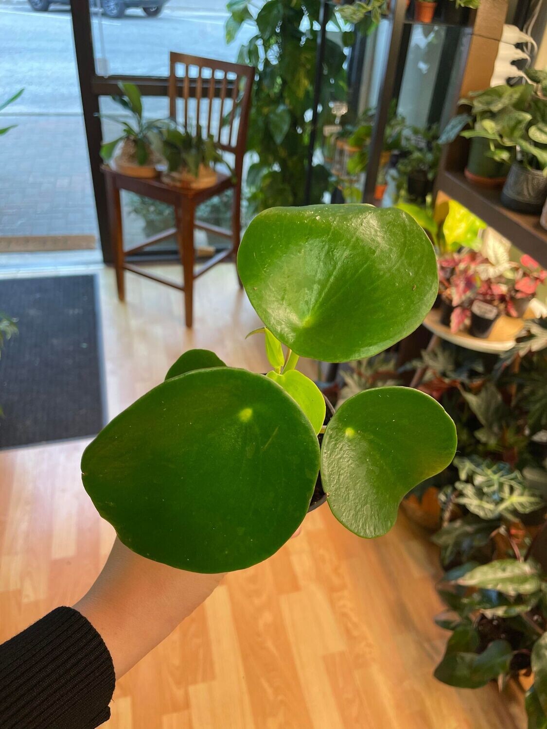3.5&quot; Peperomia Raindrop