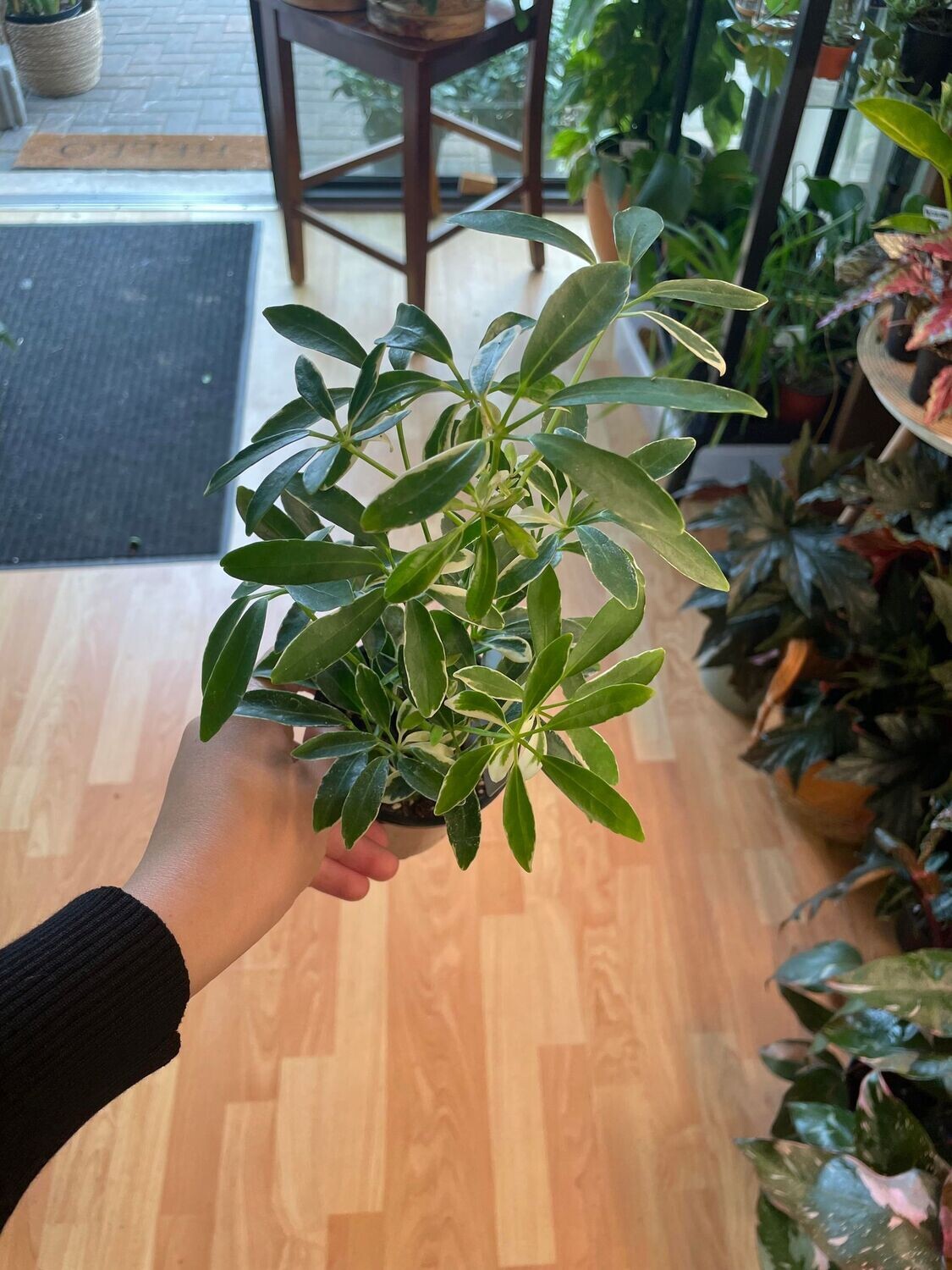 3.5&quot; Schefflera Abricola