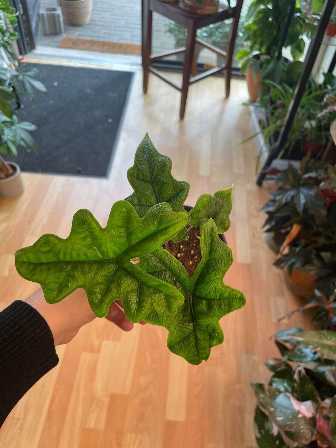 4&quot; Alocasia Jacklyn