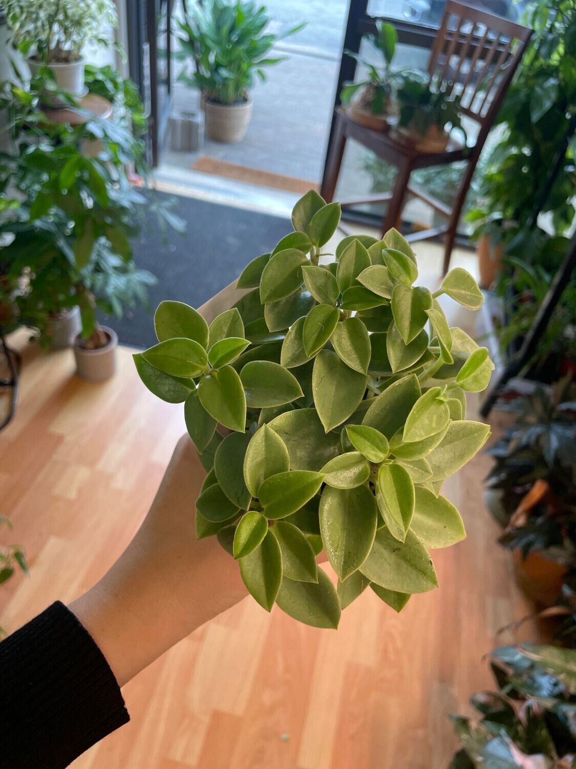 3&quot; Peperomia Pixie Lime