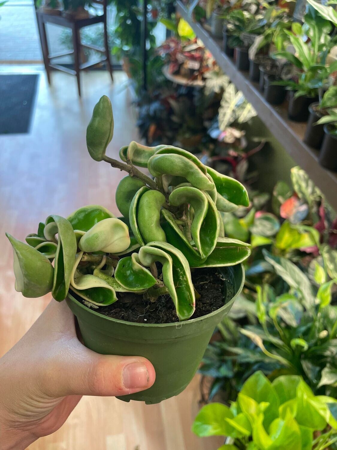 4&quot; Variegated Hoya Compacta 