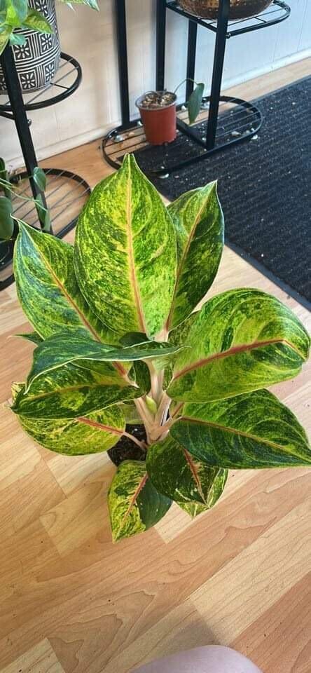 5&quot; Aglaonema Golden Papaya