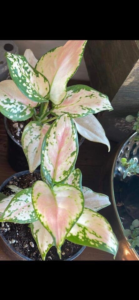 4&quot; Aglaonema Geely Red