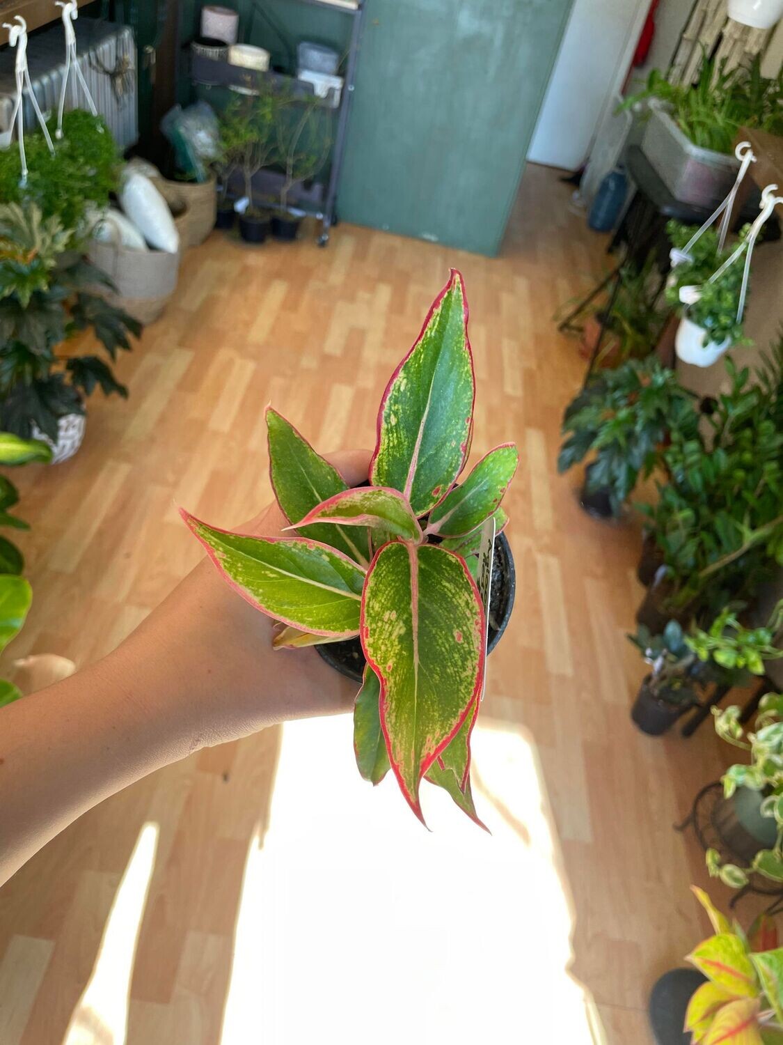 4&quot; Aglaonema Red Gold