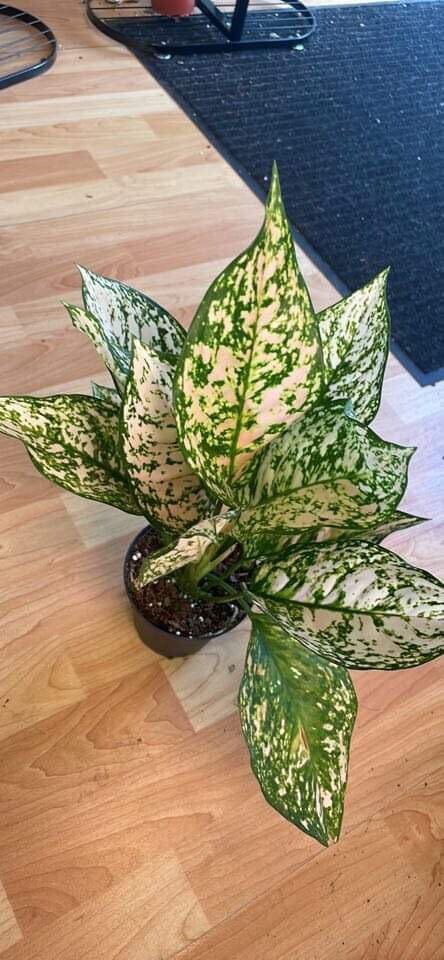 5&quot; Aglaonema Pink Princess