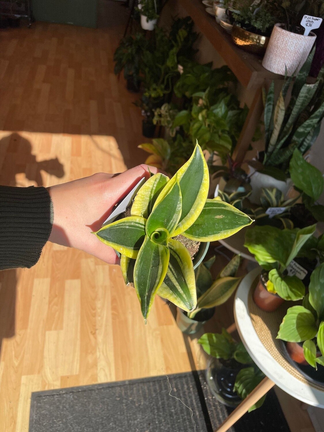 4&quot; Sansaveria Lotus Hahni