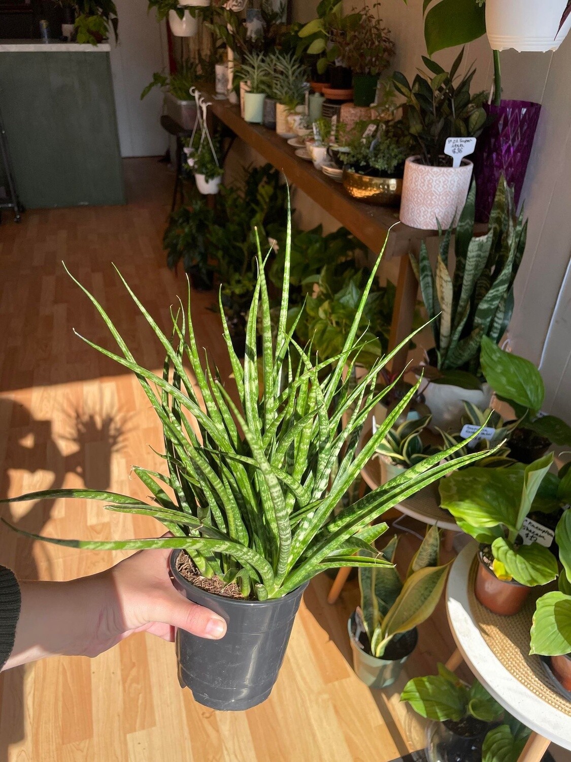 5&quot; Sansaveria Fernwood