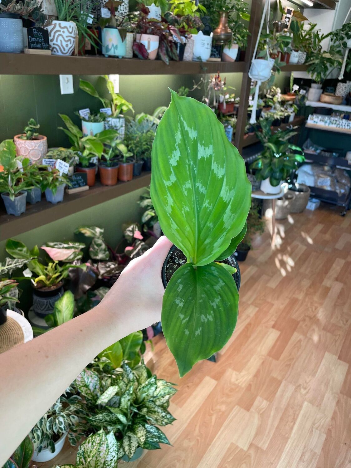 3.5&quot; Kaempferia Shazam